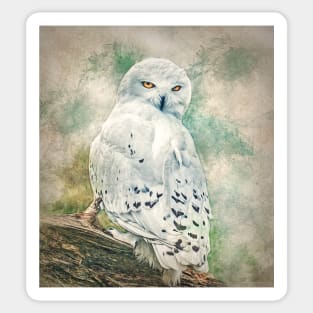 Snowy owl Sticker